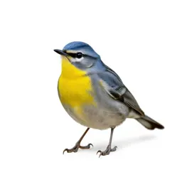 Parula warbler