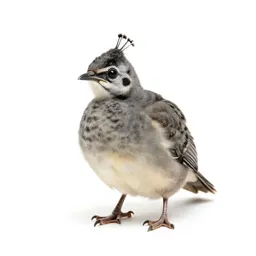 Peachick