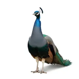 Peacock