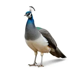 Peahen