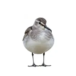 Pectoral sandpiper