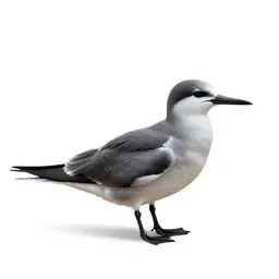 Pelagic bird