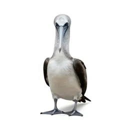 Pelecaniform seabird