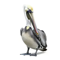 Pelican