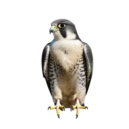 Peregrine