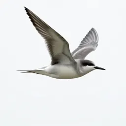 Petrel