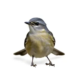 Pewee