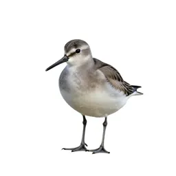 Phalarope