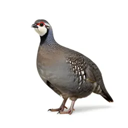 Phasianid