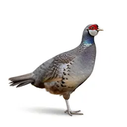 Pheasant