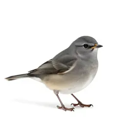Piculet