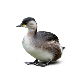 Pied-billed grebe