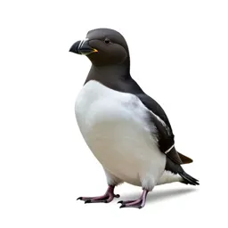 Pigeon guillemot