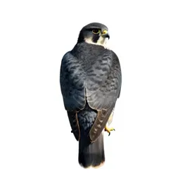 Pigeon hawk