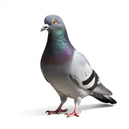 Pigeon