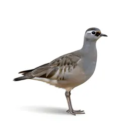 Pin-tailed sandgrouse