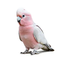 Pink cockatoo
