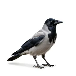 Piping crow