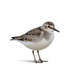 Piping plover