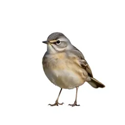 Pipit