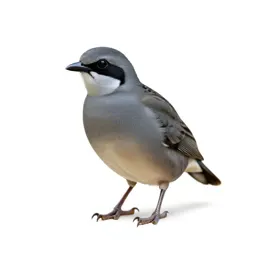 Pitta