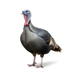 Plain turkey
