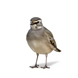 Plover