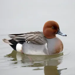Pochard