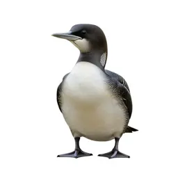 Podicipitiform seabird