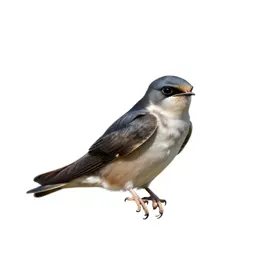 Poorwill