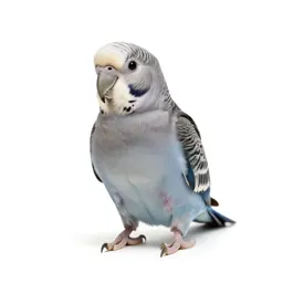Popinjay