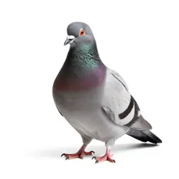 Pouter pigeon