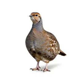 Prairie chicken