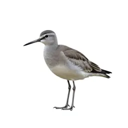Pratincole