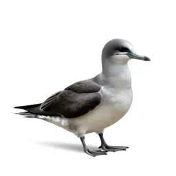 Procellariiform seabird
