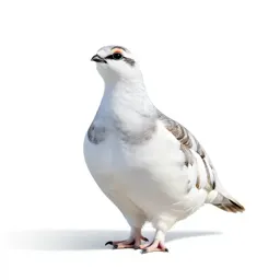 Ptarmigan