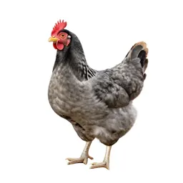 Pullet