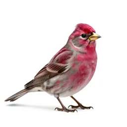 Purple finch