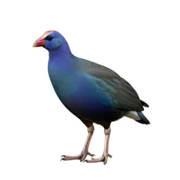 Purple gallinule