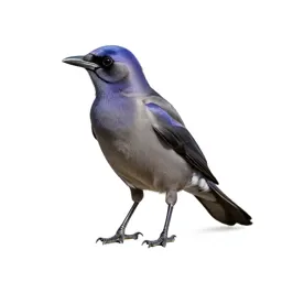 Purple grackle