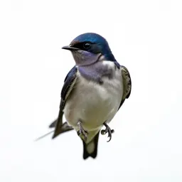 Purple martin