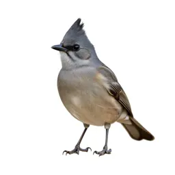 Pyrrhuloxia