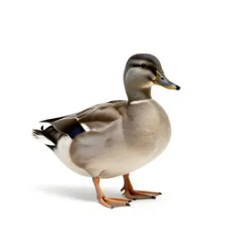 Quack-quack