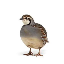 Quail