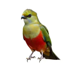 Quetzal