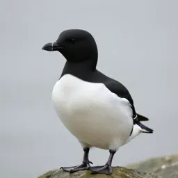 Razorbill