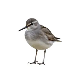 Red-backed sandpiper