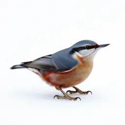 Red-breasted nuthatch
