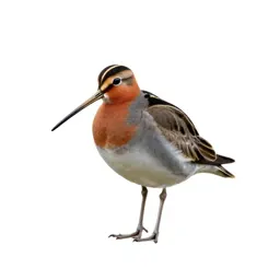 Red-breasted snipe