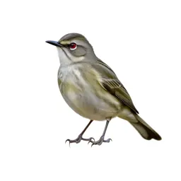 Red-eyed vireo